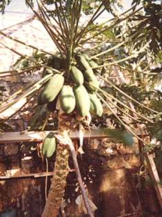 Papaya