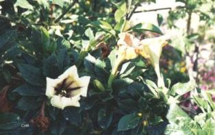 Solandra